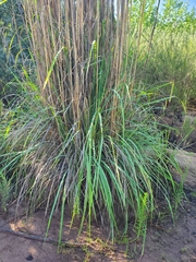 Poaceae