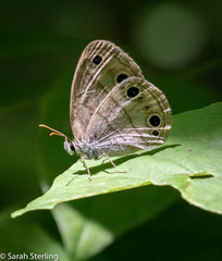 Megisto cymela cymela