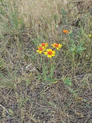 Gaillardia aristata