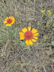 Gaillardia aristata