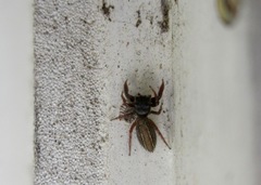 Metacyrba taeniola