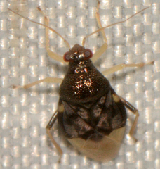 Pycnoderes albipes
