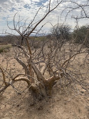 Sesamothamnus lugardii