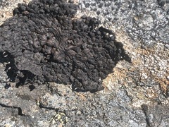 Umbilicaria torrefacta