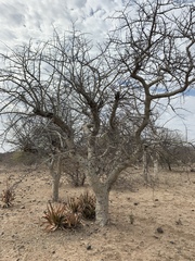 Commiphora tenuipetiolata