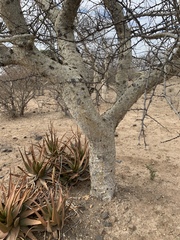 Commiphora tenuipetiolata