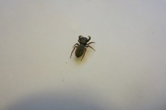 Metacyrba taeniola