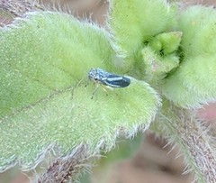 Graphocephala lugubris