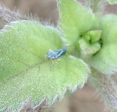 Graphocephala lugubris