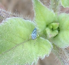 Graphocephala lugubris