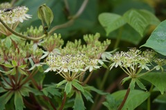 Hymenidium benthamii
