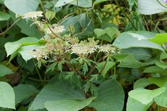 Hymenidium benthamii