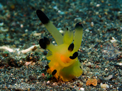 Thecacera