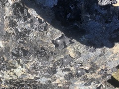 Umbilicaria proboscidea