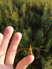 Sympetrum cordulegaster