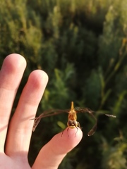 Sympetrum cordulegaster