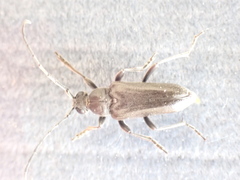 Lepturopsis dolorosa