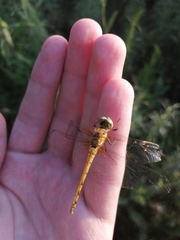 Sympetrum cordulegaster