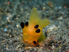 Thecacera