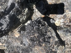 Umbilicaria virginis