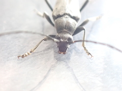 Lepturopsis dolorosa