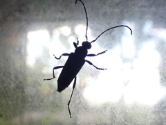 Lepturopsis dolorosa