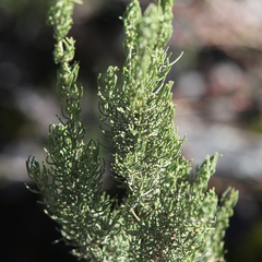 Prostanthera teretifolia