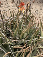 Aloe lutescens
