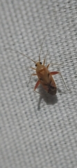 Phytocoris junipericola