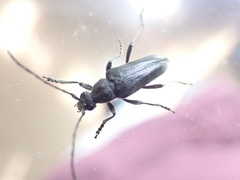 Lepturopsis dolorosa