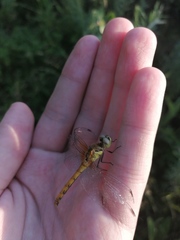 Sympetrum cordulegaster