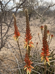 Aloe lutescens