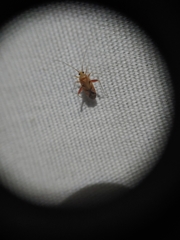 Phytocoris junipericola