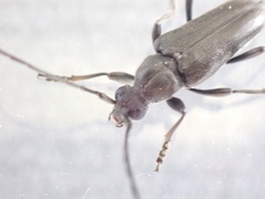 Lepturopsis dolorosa