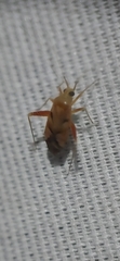 Phytocoris junipericola