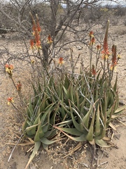 Aloe lutescens
