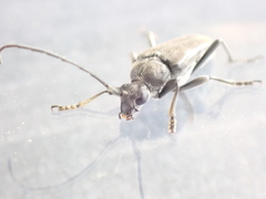 Lepturopsis dolorosa