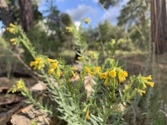 Lithospermum multiflorum