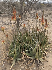 Aloe lutescens
