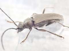 Lepturopsis dolorosa