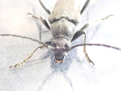 Lepturopsis dolorosa