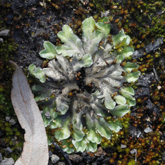 Riccia cartilaginosa