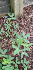 Stylosanthes biflora