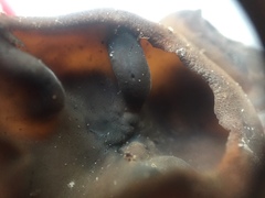 Peziza atrovinosa