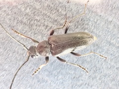 Lepturopsis dolorosa