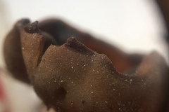 Peziza atrovinosa