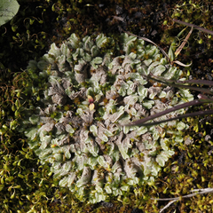 Riccia spongiosula
