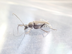 Lepturopsis dolorosa
