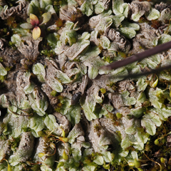 Riccia spongiosula