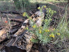 Lithospermum multiflorum